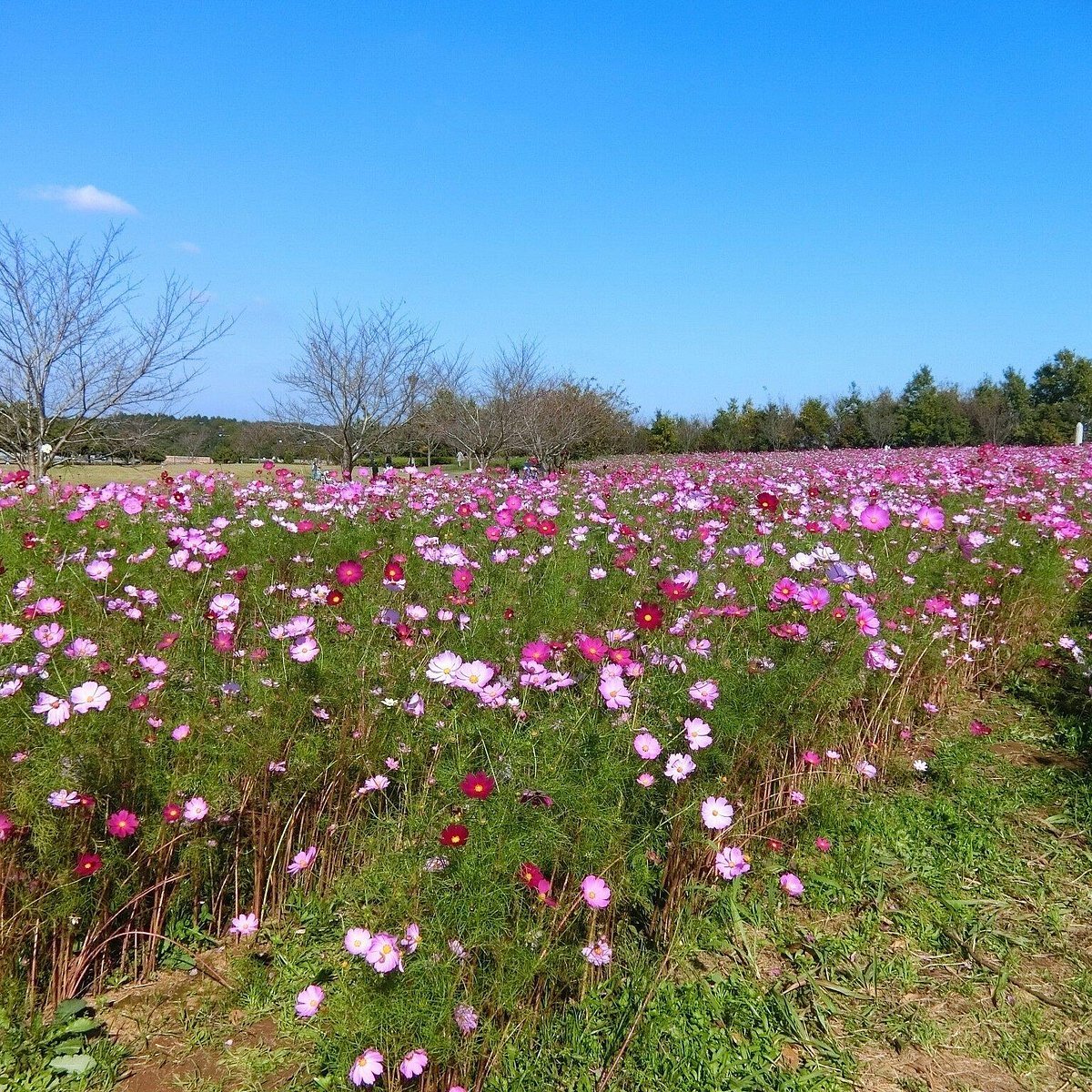 🏞️ 마키노하라 공원 이미지 5